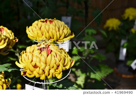 Appreciation chrysanthemum 41969490