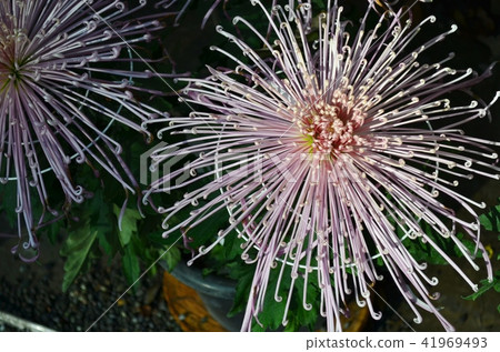Appreciation chrysanthemum 41969493