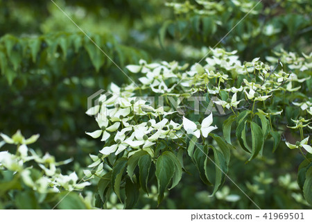 Yamahoshi Yamahoshi 41969501