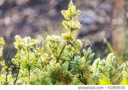 Flora Flora 41969538