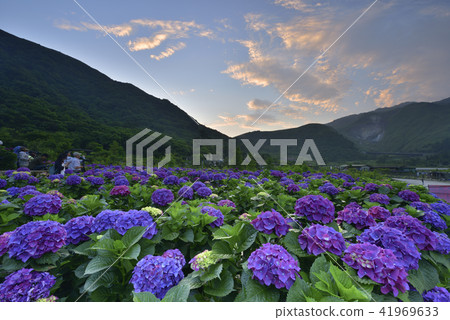 Yangmingshan small oil pit bamboo lake hydrangea 41969633