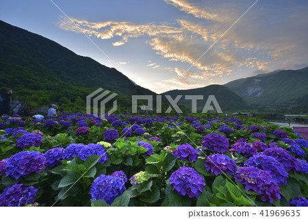 Yangmingshan small oil pit bamboo lake hydrangea Yangmingshan small oil pit bamboo lake hydrangea 41969635