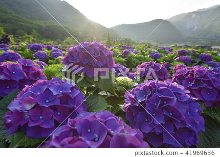 陽明山 小油坑 竹子湖 繡球花 陽明山 小油坑 竹子湖 繡球花 41969636