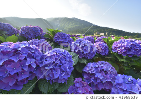 Yangmingshan small oil pit bamboo lake hydrangea 41969639