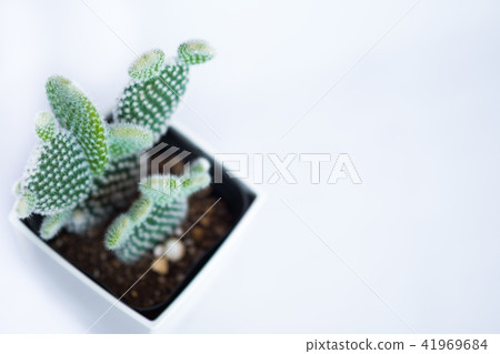 Bunny ears cactus Bunny ears cactus 41969684