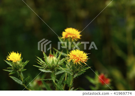 Safflower in full bloom 41969774