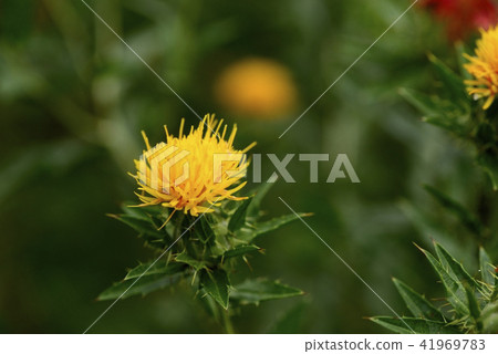 Safflower in full bloom 41969783