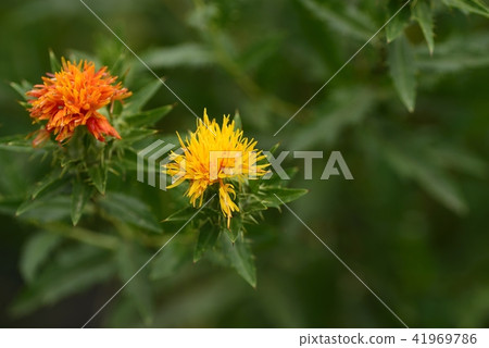 Safflower in full bloom Safflower in full bloom 41969786