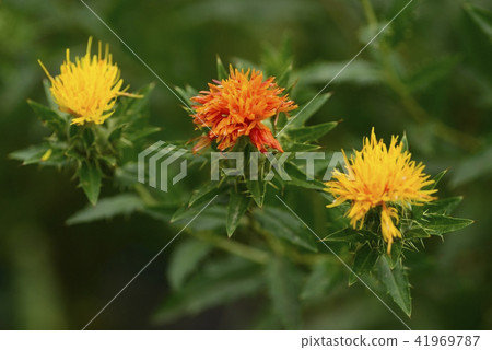 Safflower in full bloom 41969787