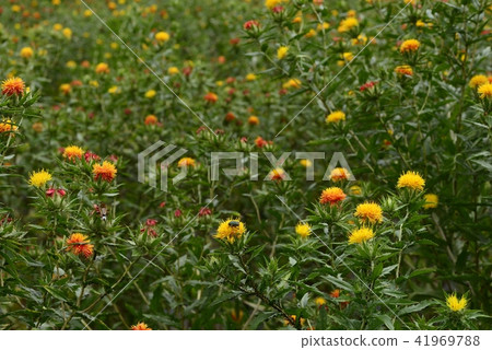 紅花盛開 41969788