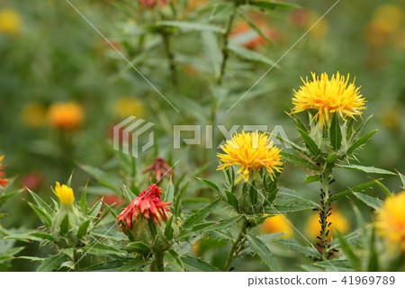 Safflower in full bloom Safflower in full bloom 41969789