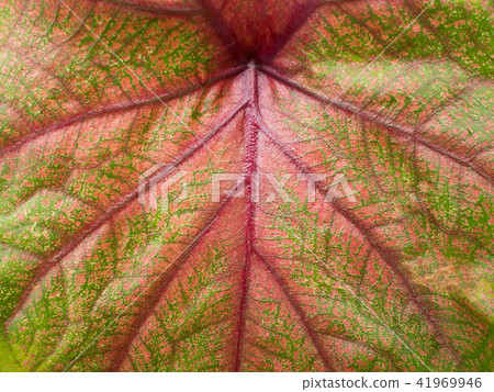 Closeup green red leaf caladium leaf plant texture 41969946