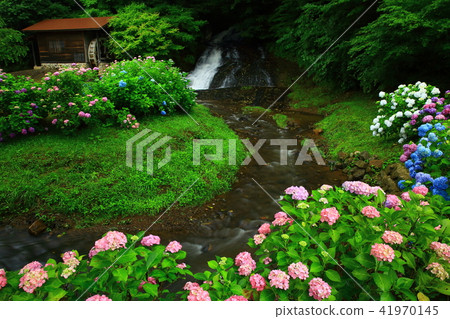 岩手縣北上市繡球花和水磨坊 41970145