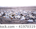 一個沙灘的貝殼 41970319