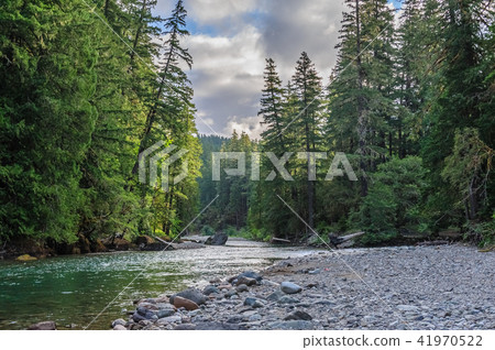 The Cowlitz River 41970522