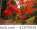 Autumn leaves of the lonely gorge 41970938