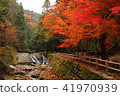 Autumn leaves of the lonely gorge 41970939