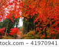 Autumn leaves of the lonely gorge 41970941