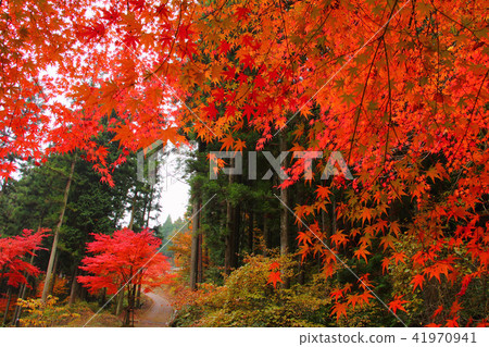 Autumn leaves of the lonely gorge 41970941