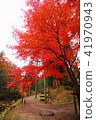 Autumn leaves of the lonely gorge 41970943