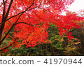 Autumn leaves of the lonely gorge 41970944