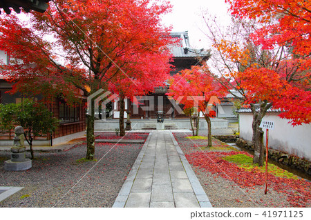 Hanyang Temple Autumn leaves 41971125