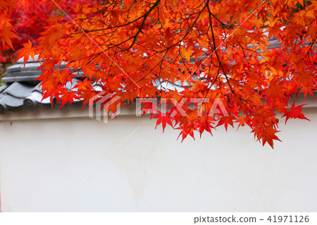 漢陽寺秋葉 41971126