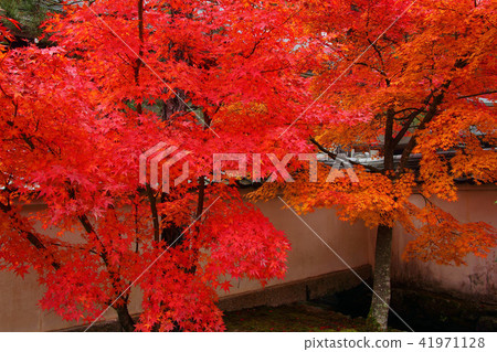 Hanyang Temple Autumn leaves Hanyang Temple Autumn leaves 41971128