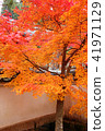 Hanyang Temple Autumn leaves 41971129