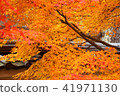 Hanyang Temple Autumn leaves 41971130