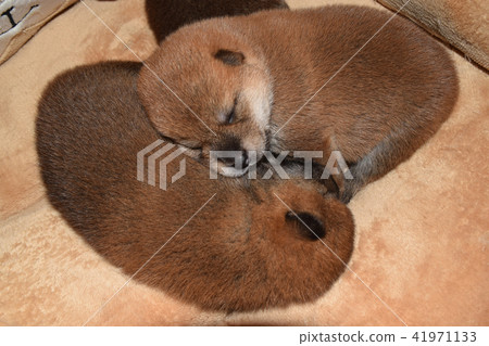 Shiba Inu的寶寶出生後第12天 Shiba Inu的寶寶出生後第12天 41971133