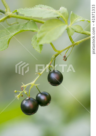 Fruit of Amashachuru Ishikari-shi 41971333