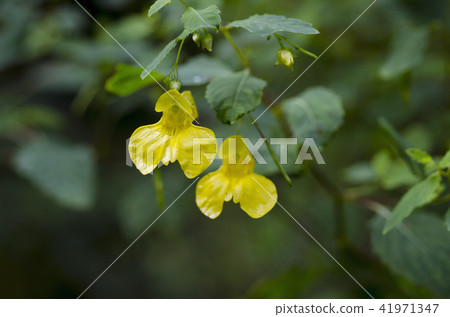 Kitsurifune Sapporo City 41971347