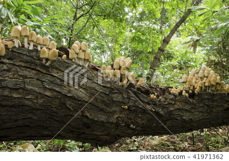 Ishikari city Kiraratake 41971362