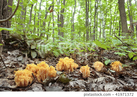 City of Sapporo 41971372