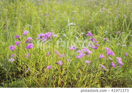 Kawaranadeshiko Shiraoi鎮 41971373