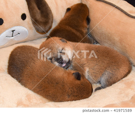 Shiba Inu is sleeping baby Shiba Inu is sleeping baby 41971589