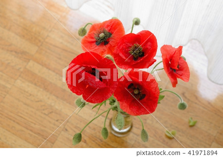 Hinagishi (Chirley Poppy Coclico Amapola) Hinagishi (Chirley Poppy Coclico Amapola) 41971894