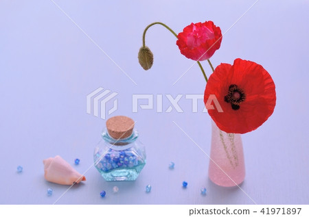 Hinagishi (Chirley Poppy Coclico Amapola) 41971897