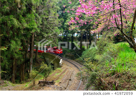 嘉義縣 阿里山鄉 阿里山國家森林遊樂區 阿里山森林鐵路 41972059