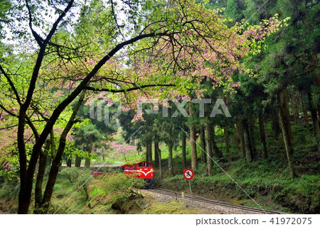 嘉義縣 阿里山鄉 阿里山國家森林遊樂區 阿里山森林鐵路 嘉義縣 阿里山鄉 阿里山國家森林遊樂區 阿里山森林鐵路 41972075