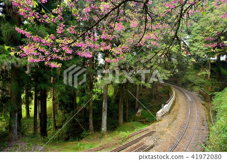 嘉義縣 阿里山鄉 阿里山國家森林遊樂區 阿里山森林鐵路 森林 41972080