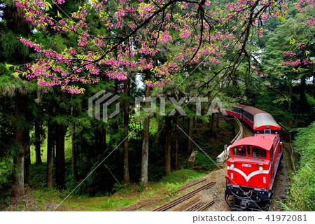 嘉義縣 阿里山鄉 阿里山國家森林遊樂區 阿里山森林鐵路 森林 嘉義縣 阿里山鄉 阿里山國家森林遊樂區 阿里山森林鐵路 森林 41972081