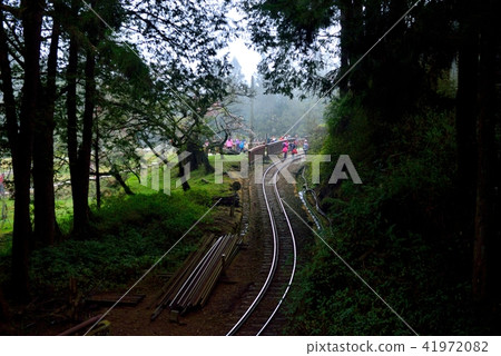 嘉義縣 阿里山鄉 阿里山國家森林遊樂區 阿里山森林鐵路 森林 嘉義縣 阿里山鄉 阿里山國家森林遊樂區 阿里山森林鐵路 森林 41972082