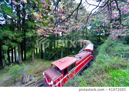 嘉義縣 阿里山鄉 阿里山國家森林遊樂區 阿里山森林鐵路 森林 嘉義縣 阿里山鄉 阿里山國家森林遊樂區 阿里山森林鐵路 森林 41972085