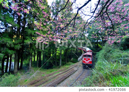 嘉義縣 阿里山鄉 阿里山國家森林遊樂區 阿里山森林鐵路 森林 嘉義縣 阿里山鄉 阿里山國家森林遊樂區 阿里山森林鐵路 森林 41972086