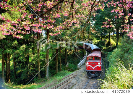 Chiayi County Alishan Township Alishan National Forest Recreation Area Alishan Forest Railway Forest 41972089