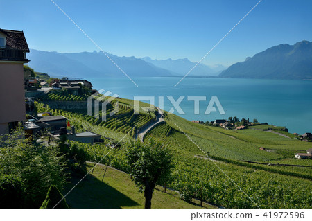Vineyards and Leman Lake in the Lavoire area 41972596