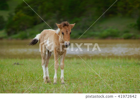 Horse on the field Horse on the field 41972642