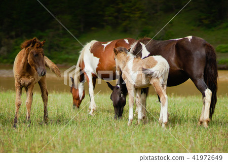 Horses on the field Horses on the field 41972649